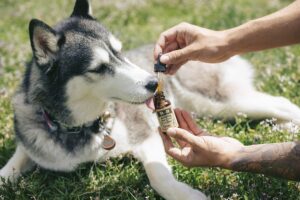 CBD Oil to Treat Your Dogs Arthritis