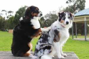 Physical Therapies to Treat Your Dogs Arthritis